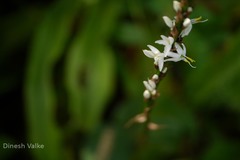 Chlorophytum glaucoides